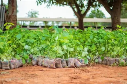 TOGO / CHANGEMENT CLIMATIQUE : Adopter une approche innovante pour développement des territoires 
