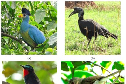 PARC FAZAO-MALFAKASSA : Un trésor vert et vivant du Togo à découvrir…