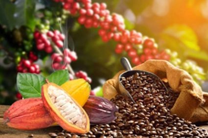 CAFE-CACAO : Les nouveaux prix indicatifs fixés pour la quinzaine du 16 au 31 mai 2026