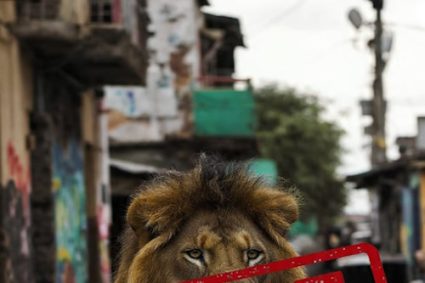 ALERTE AU LION EN LIBERTE A LOME : L’exécutif dément la rumeur et appelle au calme