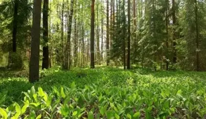 FORETS, AGRICULTURE, CLIMAT : Pourquoi le reboisement est-il devenu vital pour le Togo ?