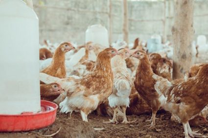 ALERTE SANITAIRE : Des cas de grippe aviaire (H5N1) détectés dans le Vo, le Zio et les Lacs