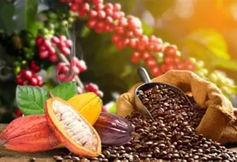 FILIERE CAFE-CACAO : Une relance fondée sur le verdissement et la qualité
