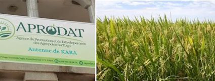 AGROPOLE DE KARA : Quand la terre devient synonyme de bonheur pour la population