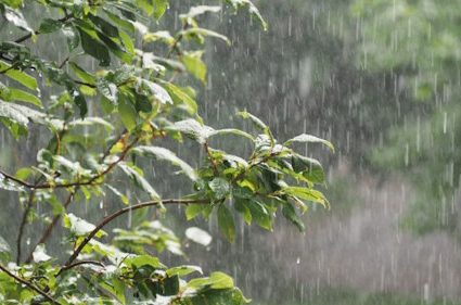 SUD TOGO /petite saison de pluies : Des cumuls pluviométriques normaux à tendance excédentaire (ANAMET)