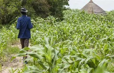 TOGO : Les rendements agricoles progressent, les revenus suivent